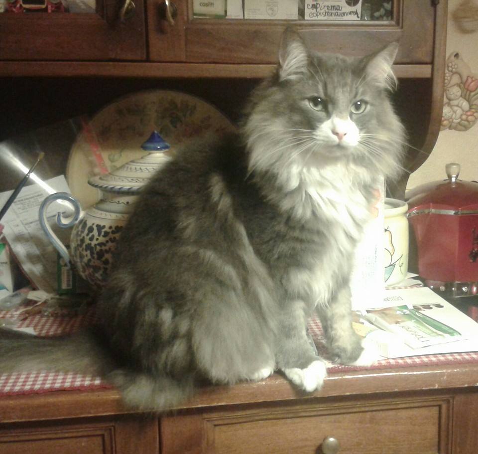 theodore3anni